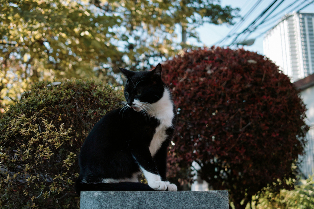猫撮り散歩2088