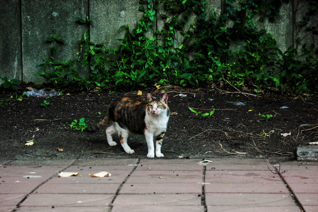 猫撮り散歩2020