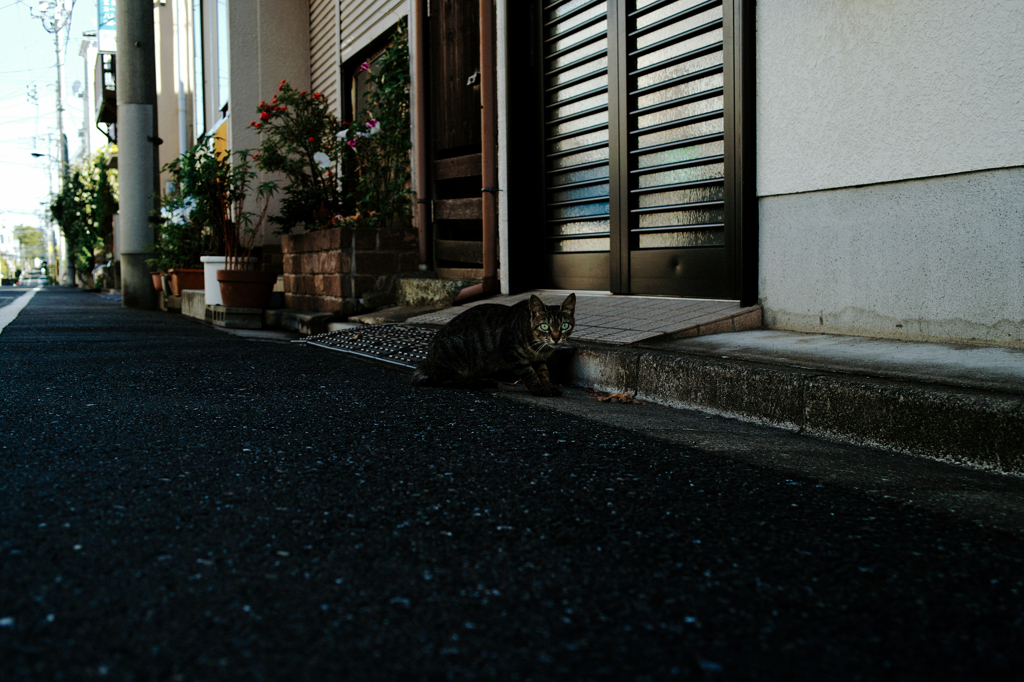 猫撮り散歩714