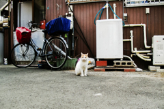 猫撮り散歩1760