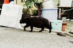 猫撮り散歩1164