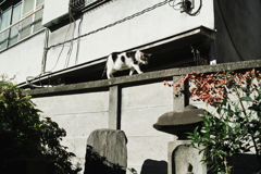 猫撮り散歩1753