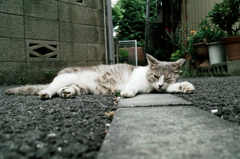 猫撮り散歩928