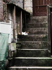 猫撮り散歩1880