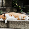 猫撮り散歩1845