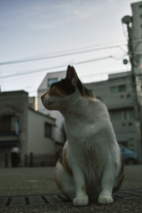 猫撮り散歩1879