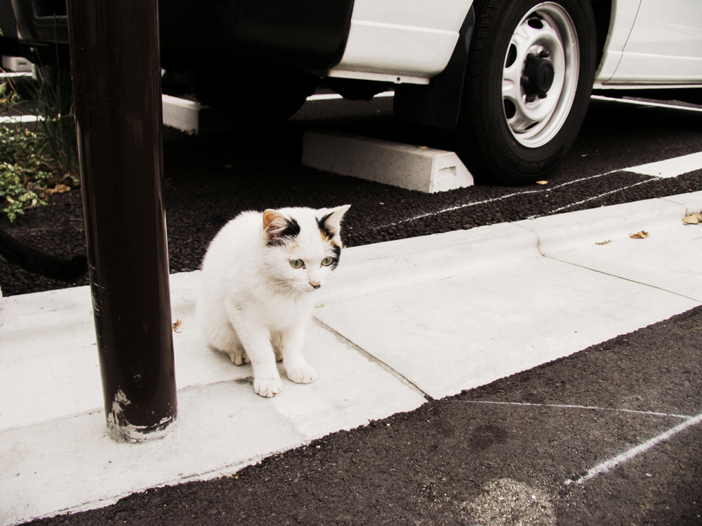 猫撮り散歩1282