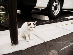 猫撮り散歩1282