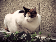 猫撮り散歩88