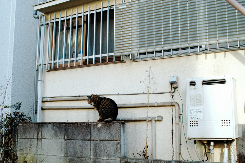猫撮り散歩2278