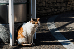 猫撮り散歩581
