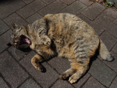 猫撮り散歩198