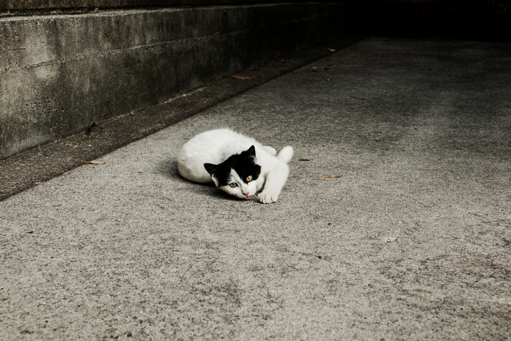 猫撮り散歩2142