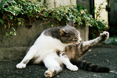 猫撮り散歩1204
