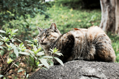 猫撮り散歩1887
