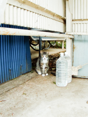 猫撮り散歩537