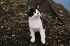 猫撮り散歩673