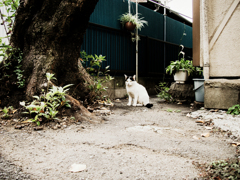 猫撮り散歩1596