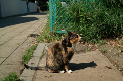 猫撮り散歩141