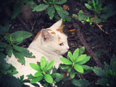 猫撮り散歩27