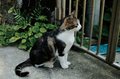 猫撮り散歩301