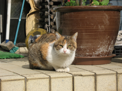猫撮り散歩179