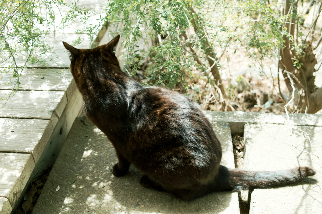 猫撮り散歩2040