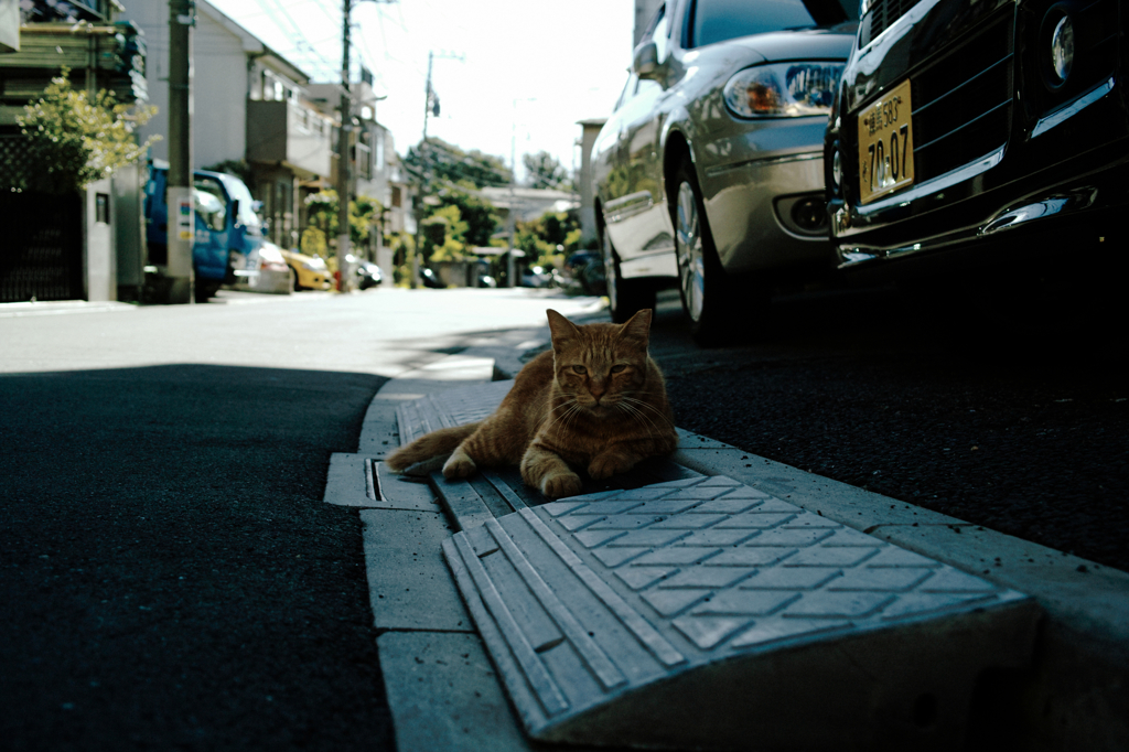 猫撮り散歩821