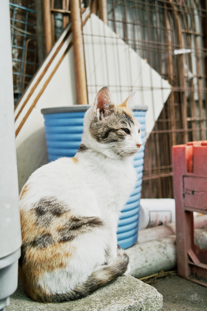 猫撮り散歩586