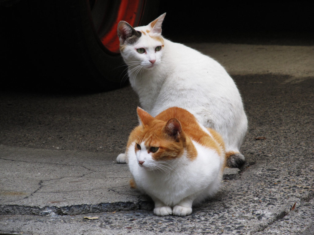 猫撮り散歩202