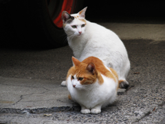 猫撮り散歩202