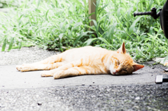 猫撮り散歩679
