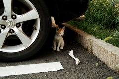 猫撮り散歩976
