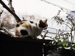 猫撮り散歩1025