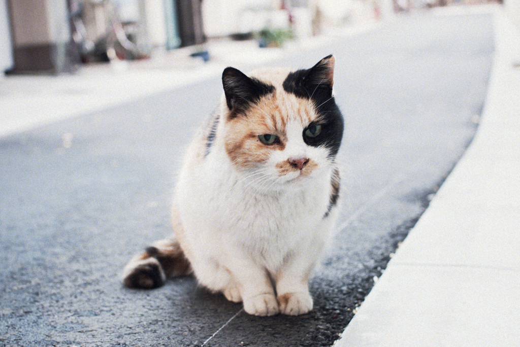 猫撮り散歩483
