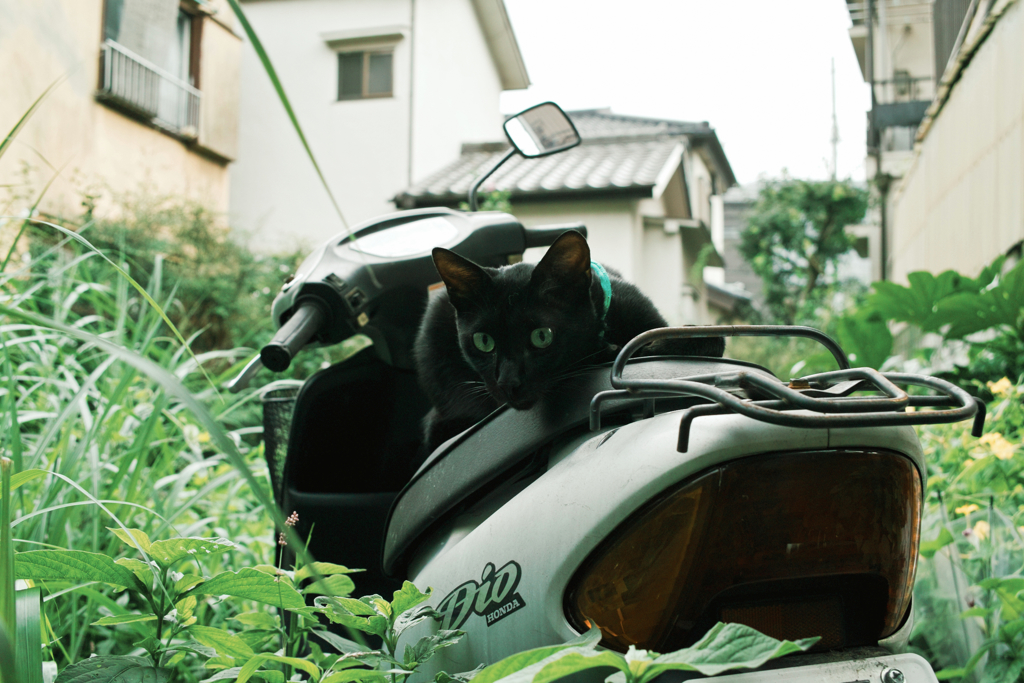 猫撮り散歩1399