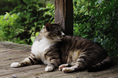 猫撮り散歩SZS-19 "Garden cats of One day"