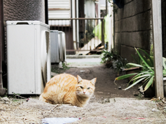猫撮り散歩751