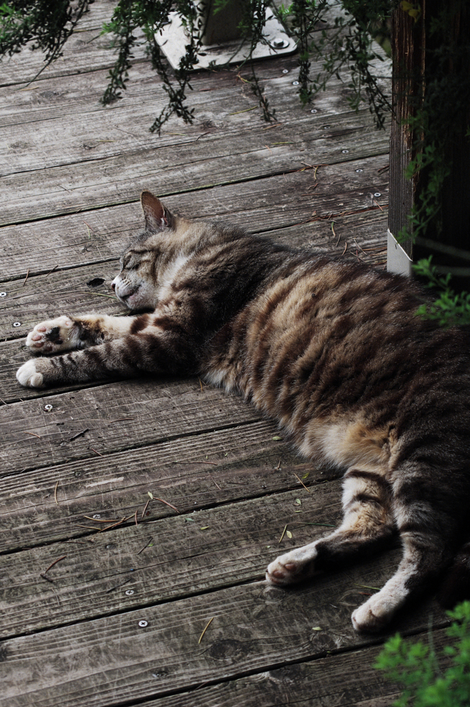 猫撮り散歩SZS-16 "Garden cats of One day"