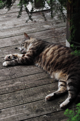 猫撮り散歩SZS-16 "Garden cats of One day"