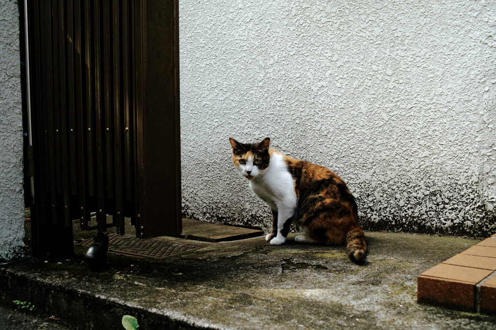 猫撮り散歩824