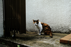猫撮り散歩824