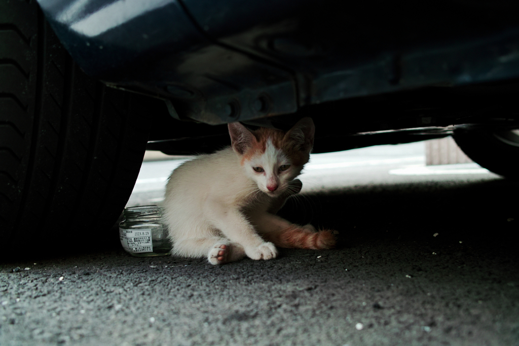 猫撮り散歩623