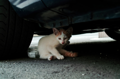 猫撮り散歩623