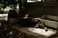 猫撮り散歩787