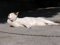猫撮り散歩102