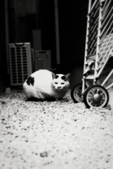 猫撮り散歩1488
