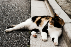 猫撮り散歩1201