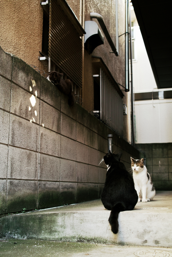 猫撮り散歩1315