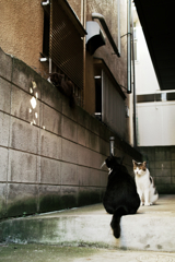 猫撮り散歩1315